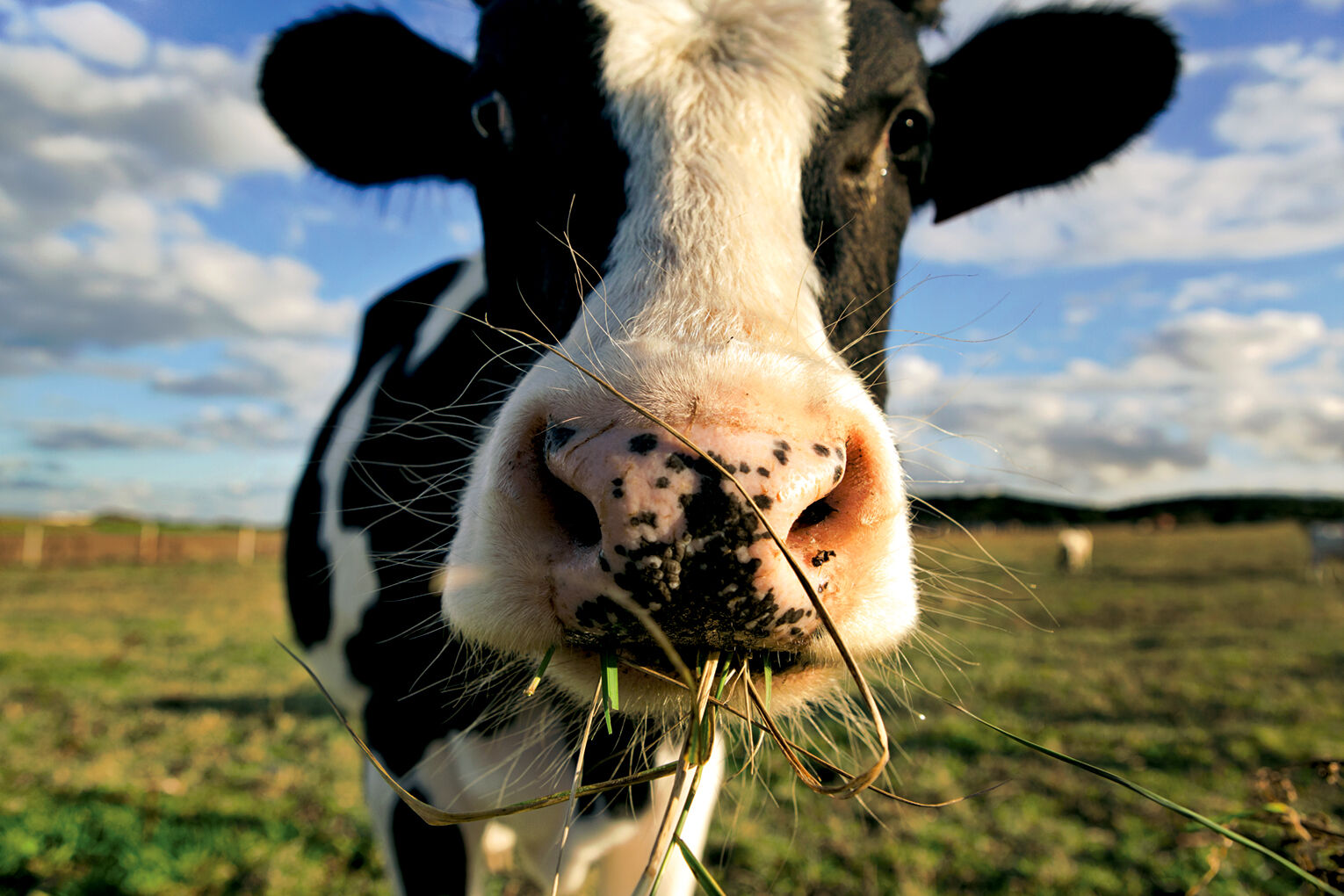 Dairy cow RTSA closeup